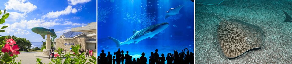 沖縄美ら海水族館.jpg