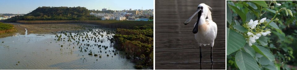 漫湖水鳥湿地センター.jpg