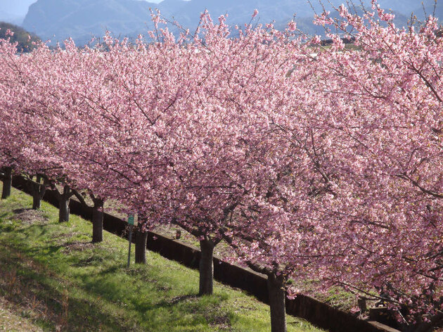 かんなみの桜 (河津桜) 鑑賞とビール醸造所でランチ 御殿場プレミアム・アウトレット