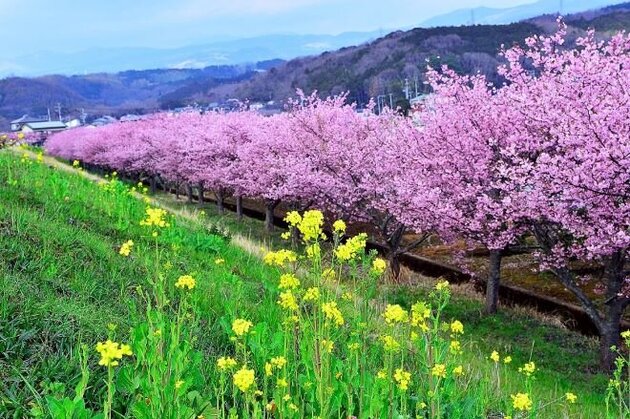 かんなみ桜 (河津桜) 鑑賞とビール醸造所で飲み放題ランチ&御殿場プレミアム・アウトレット