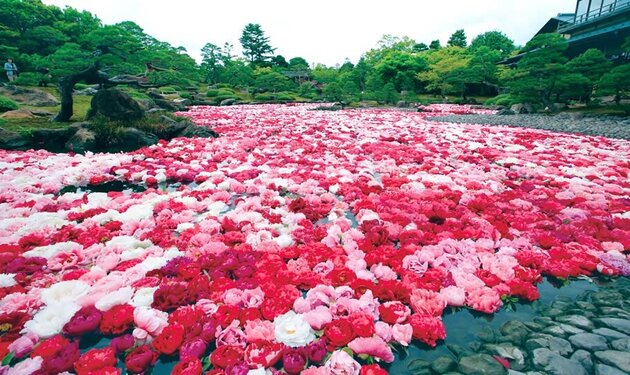 玉造温泉に宿泊 「庭園日本一」足立美術館と由志園の牡丹 2日間