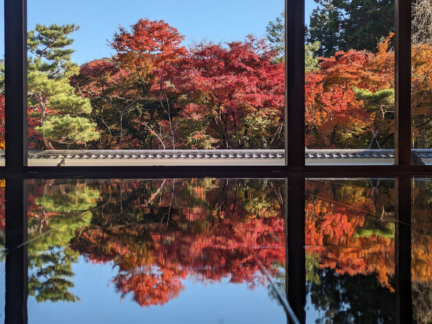 期間限定! 庭園の紅葉を映し出す宝徳寺「床もみじ」特別公開と 日本三大イルミネーション あしかがフラワーパーク「光の花の庭」