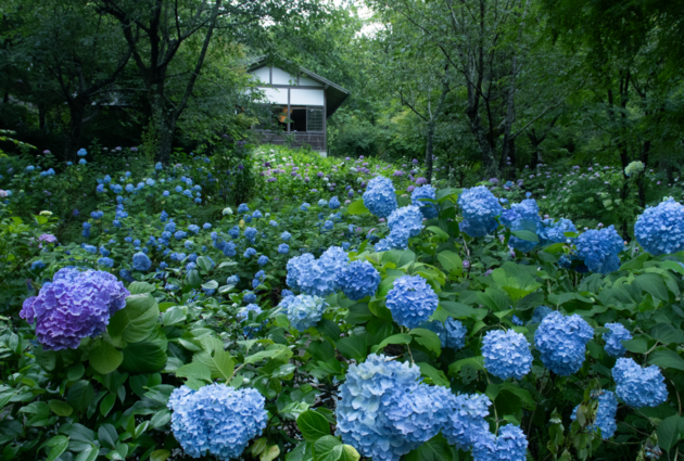今しか見られない初夏の絶景へ 半夏生・青もみじ・あじさいと豊臣兄弟ゆかりの地 京都2日間