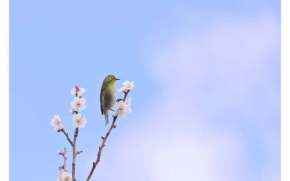 960梅と鳥_フリー.jpg