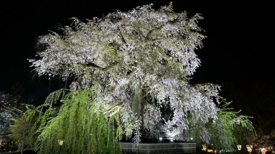 フリー素材_丸山公園　桜_683076_m.jpg